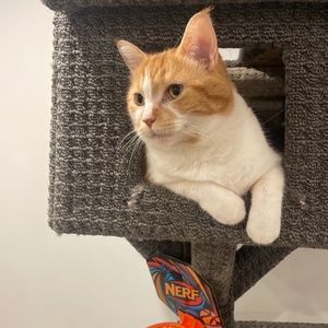 Meet your Posher, Chancey!